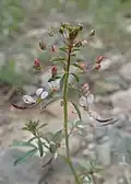 "flowers and foliage"