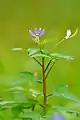 Cleome rutidosperma