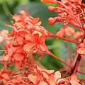 Close-up on flowers