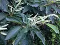 Flowers in bud with foliage