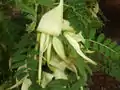 Variety with white flowers known as "Albus."