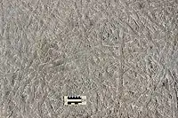 Densely packed, subaerial or nearshore trackways (Climactichnites wilsoni) made by a putative, slug-like mollusk on a Cambrian tidal flat