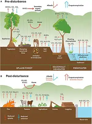 Climate change disturbances of rainforests.