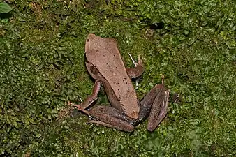 Dorsal view