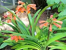 Clivia robusta