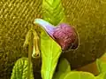 An unopened Streptocarpus bud showing hairs, Streptocarpus 'Anderson's Nightway'