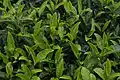 A close-up of tea leaves