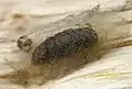 Pupa