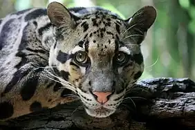 Clouded leopard (Neofelis nebulosa)