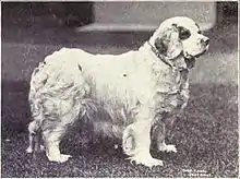 A mostly white dog with a docked tail and a full coat.