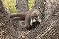 Coatimundi in tree at BTA.