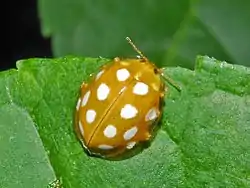 Imago