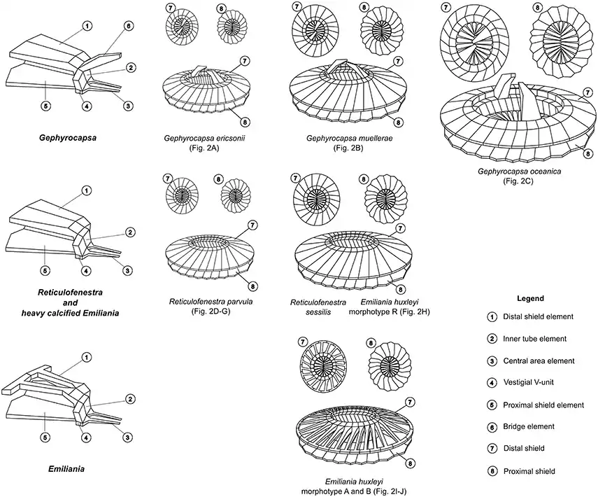 Coccolith structures of representative Noelaerhabdaceae.Each morphospecies is associated with a SEM image in the next diagram