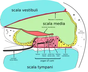 Cross section of the cochlea.