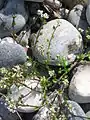 Cochlearia danica growing in its natural habitat, the shingle zone of a marine beach