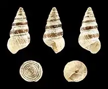 Cochlicella barbara(Slender form)