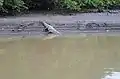 American crocodile in the River Matapalo.