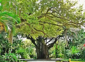 Typical street in the Grove, showing heavy vegetation characteristic of the hammock.