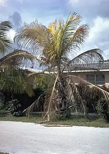 A palm tree dying of lethal yellowing phytoplasma