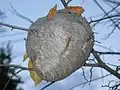 Median wasp nest