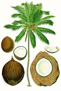 Composite drawing of tree, and its fruit in various stages