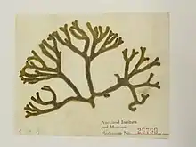 Herbarium specimen of "Codium duthiae"