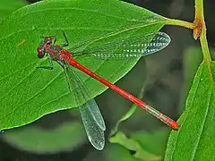 Male, dorsal view