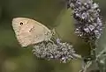 A brown variation in wing pattern