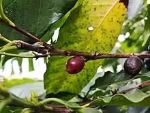 Fresh coffee fruits.