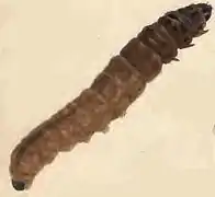 Larva