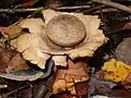 Collared earthstar, Geastrum triplex