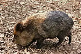 Collared peccary