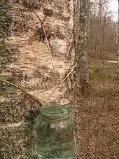 Birch sap collection