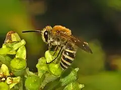 Male, feeding on Hedera helix