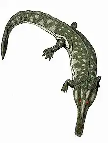 Collidosuchus tchudinovi, of the middle Permian of Russia