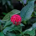 Red flowers