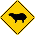 SP-49 Capybaras crossing