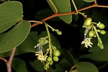 Inflorescences produced during mid-summer