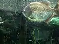 The Colossoma macropomum, often confused with a piranha at the zoo. It is found on slow-moving rivers in the Amazon Basin of Brazil. The macropomum feeds on fruit and seeds.