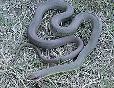 Adult eastern yellow-bellied racer, C. c. flaviventris