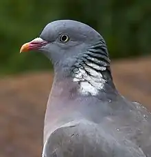 Colour photograph of an adult common wood pigeon in 2011