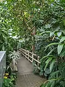 Rainforest biome