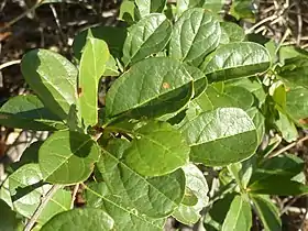 Foliage