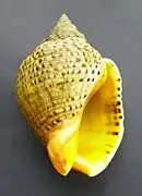 Apertural view