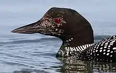 Common Loon