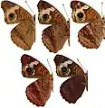 Ventral variation