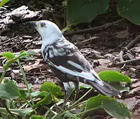 Partially leucistic/piebald