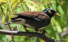 Perched on a tree