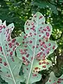 Common spangle galls on a Quercus robur leaf