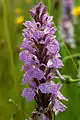 A common spotted orchid in the reserve